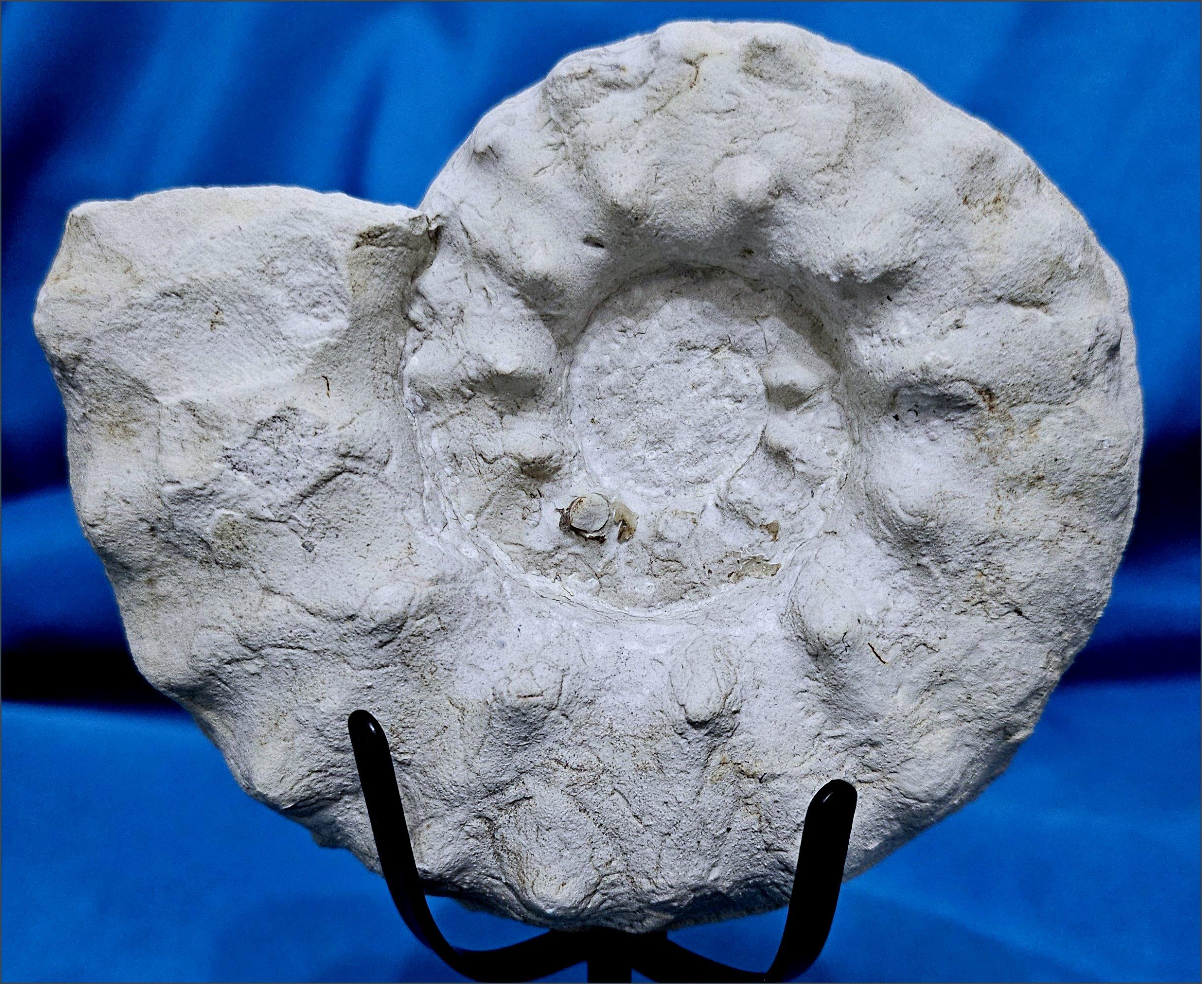 Ammonite Fossil Specimen Mortoniceras (Angolaites) Drakei 110 Million Yrs Old In Good Condition For Sale In Warrenton, OR