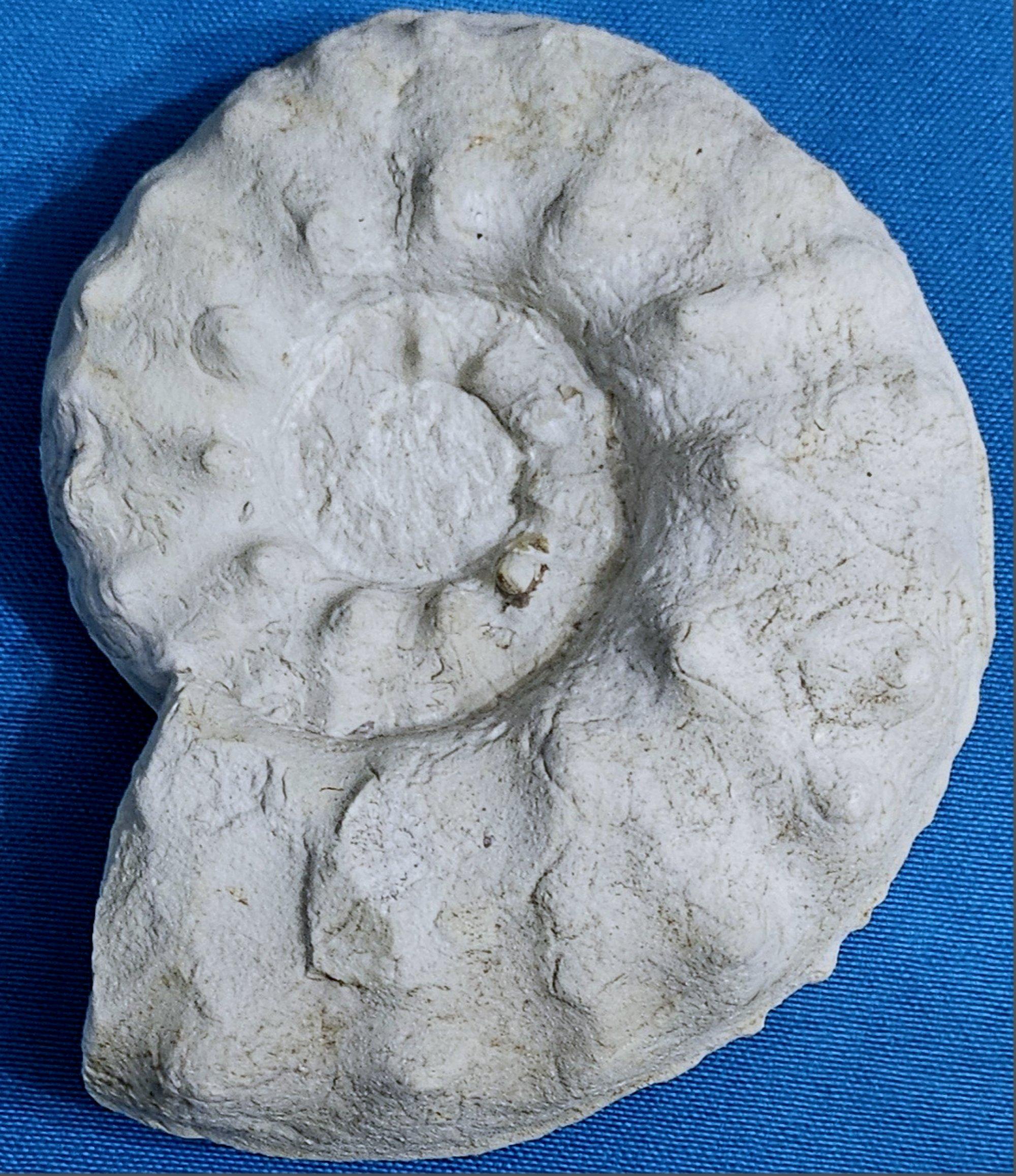 18th Century and Earlier Ammonite Fossil Specimen Mortoniceras (Angolaites) Drakei 110 Million Yrs Old For Sale