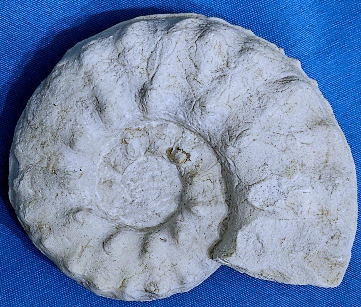 Shell Ammonite Fossil Specimen Mortoniceras (Angolaites) Drakei 110 Million Yrs Old For Sale