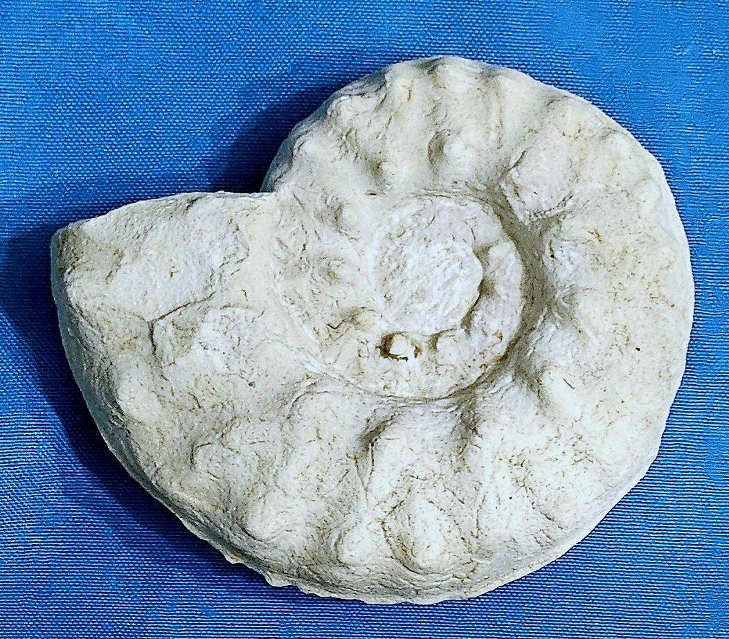 Ammonite Fossil Specimen Mortoniceras (Angolaites) Drakei 110 Million Yrs Old For Sale 1