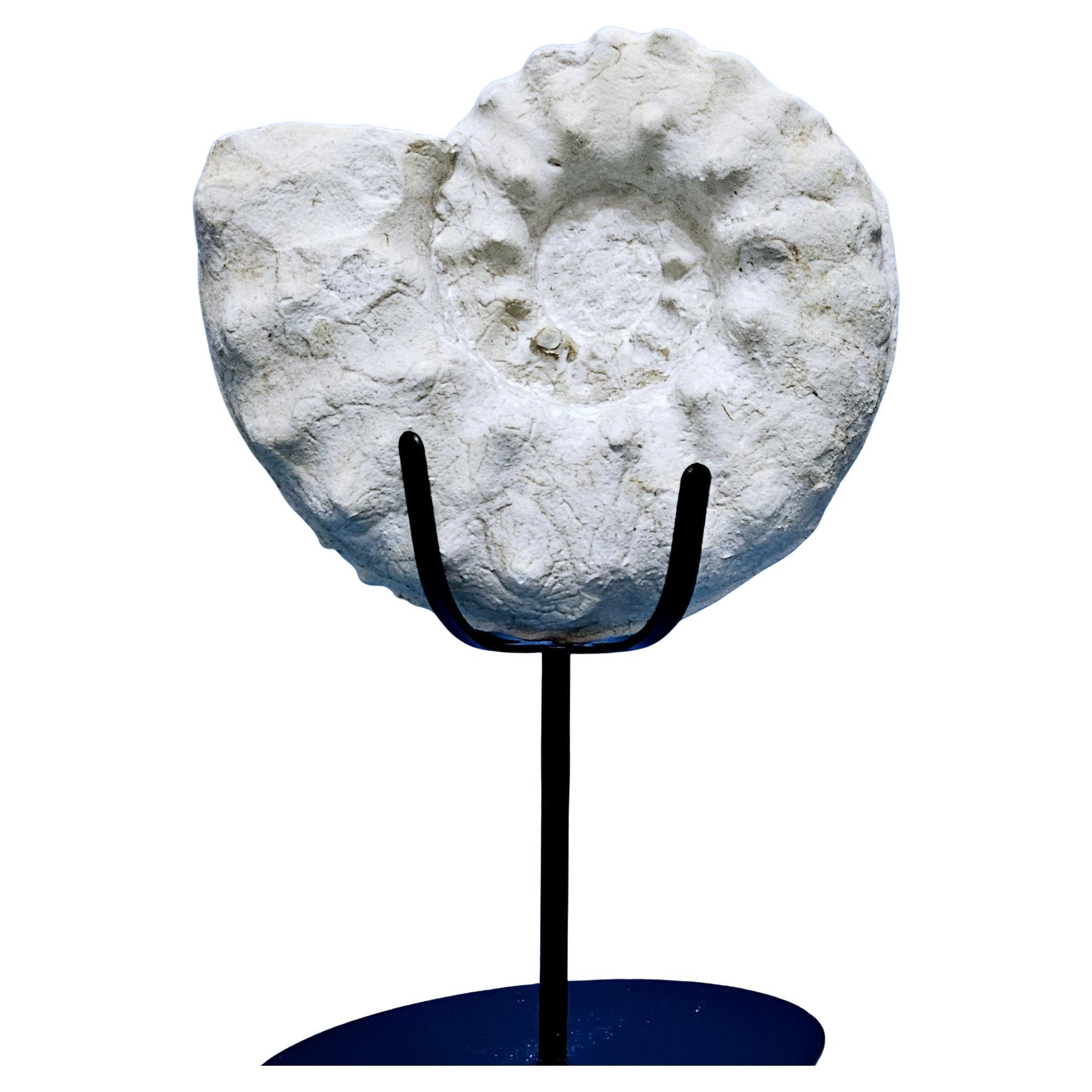 Ammonite Fossil Specimen Mortoniceras (Angolaites) Drakei 110 Million Yrs Old