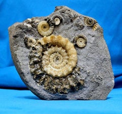 Fossiles d'ammonites, Xipheroceras & Promicroceras, Dorset Angleterre Côte jurassique