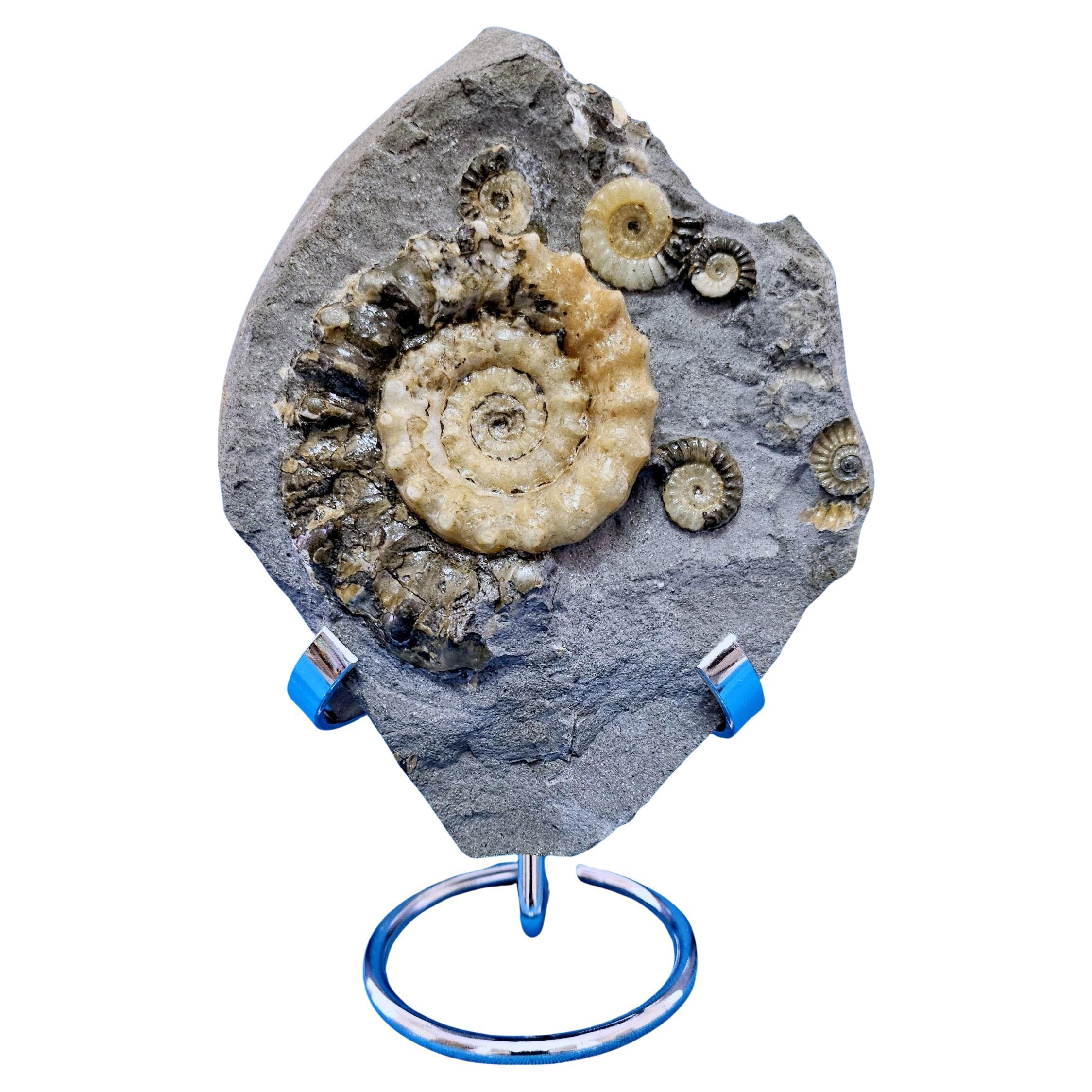 Ammonite Fossils, Xipheroceras 
Promicroceras, Dorset England Jurassic Coast For Sale