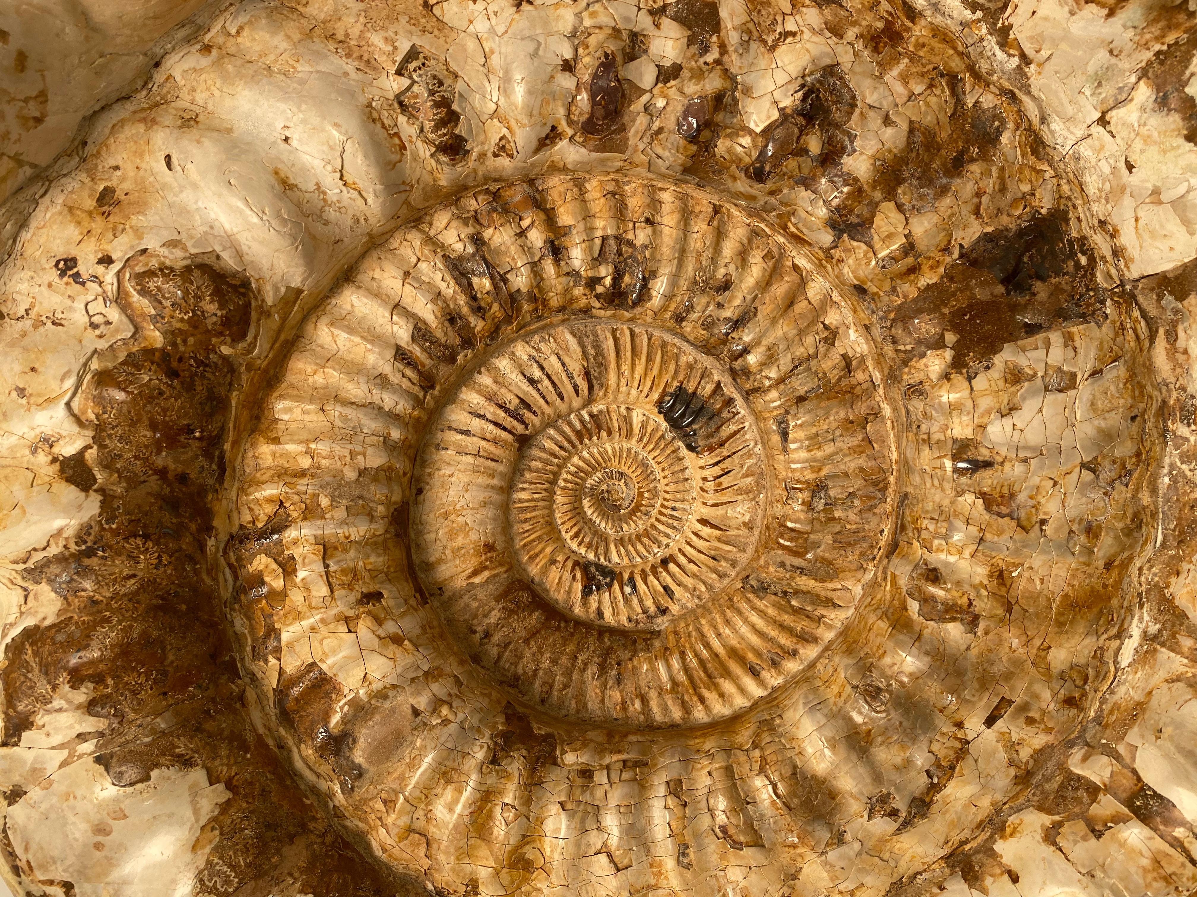 Ammonite from Madagascar,
mounted in metal stand,
exceptional dimensions and great patina and different pallet of colors,
total height 65 cm.