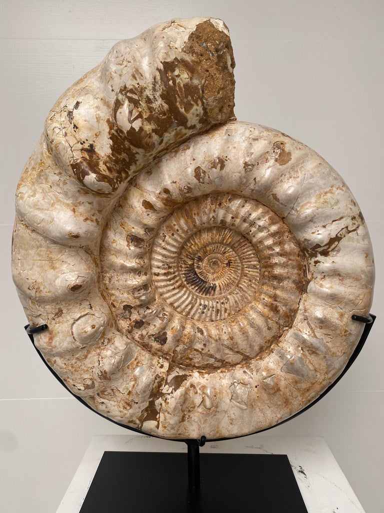 Polished Ammonite from Madagascar For Sale
