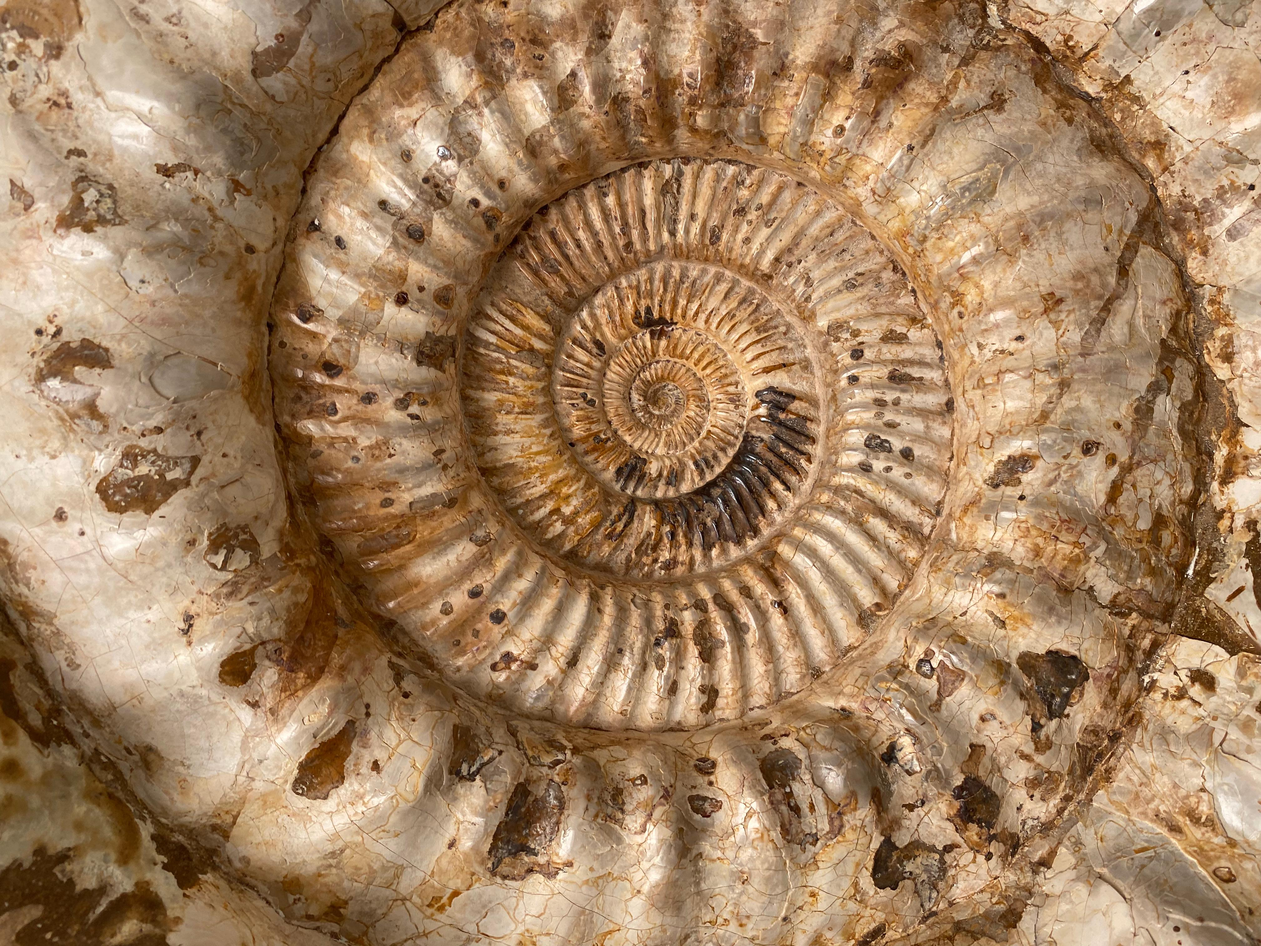 Ammonit aus Madagaskar (Poliert)
