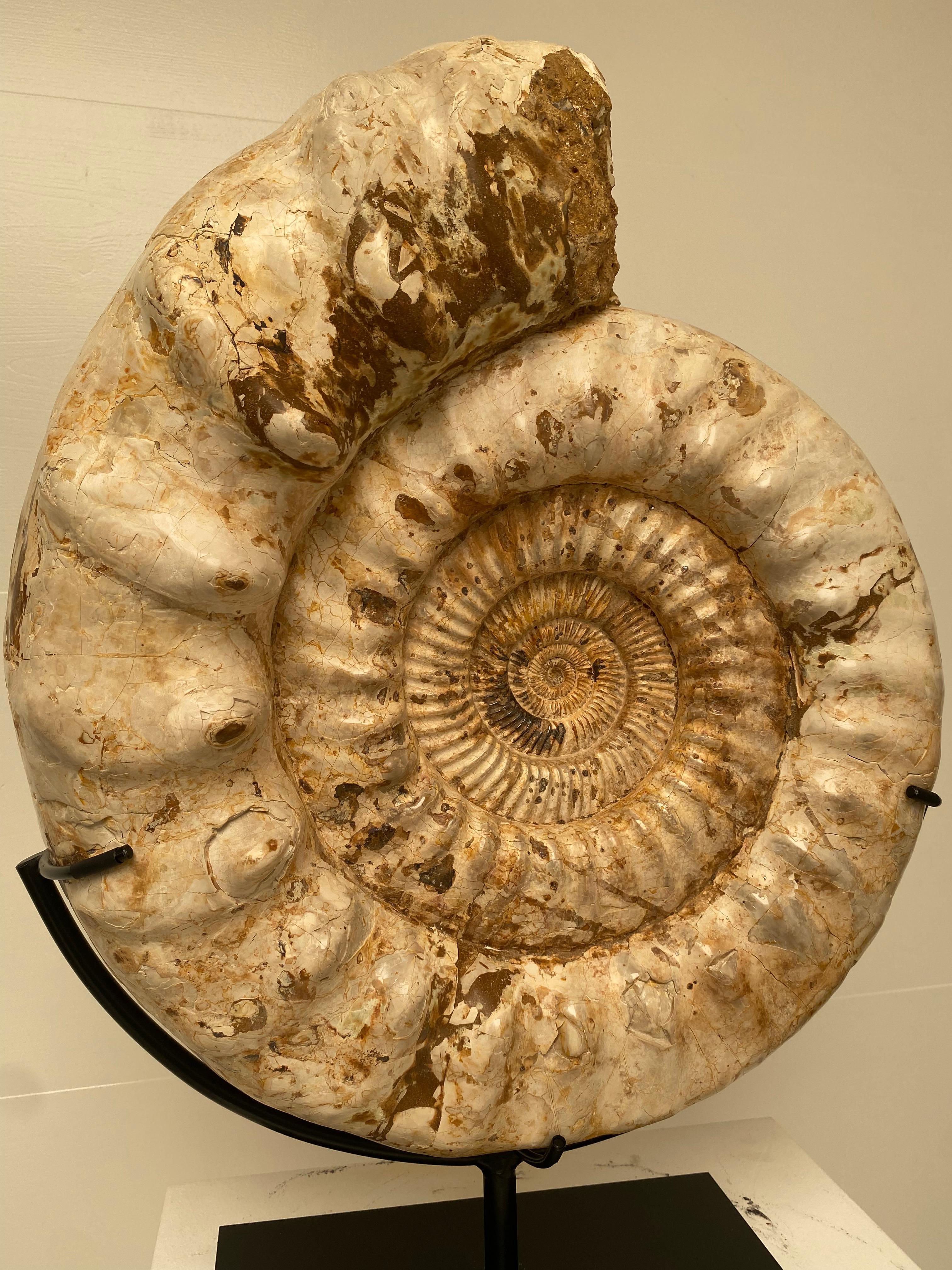 Ammonit aus Madagaskar im Zustand „Hervorragend“ in Schellebelle, BE