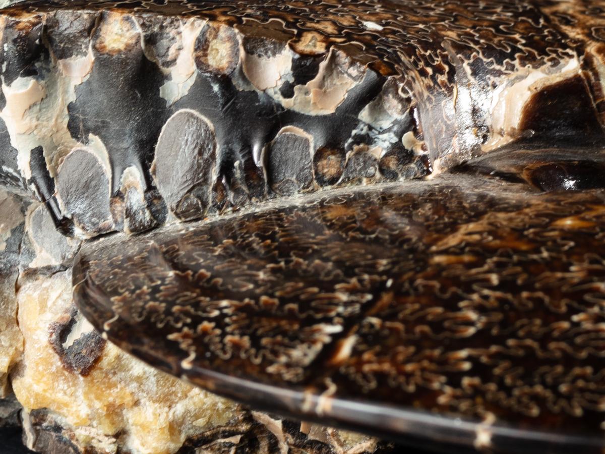 Vollständig polierter Ammonit im Zustand „Hervorragend“ im Angebot in BAARN, UT