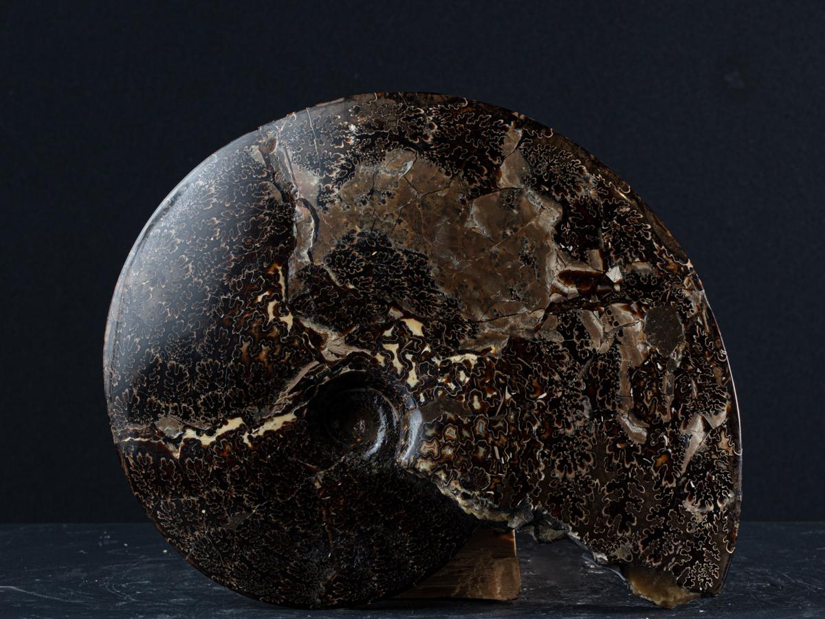 Vollständig polierter Ammonit (18. Jahrhundert und früher) im Angebot