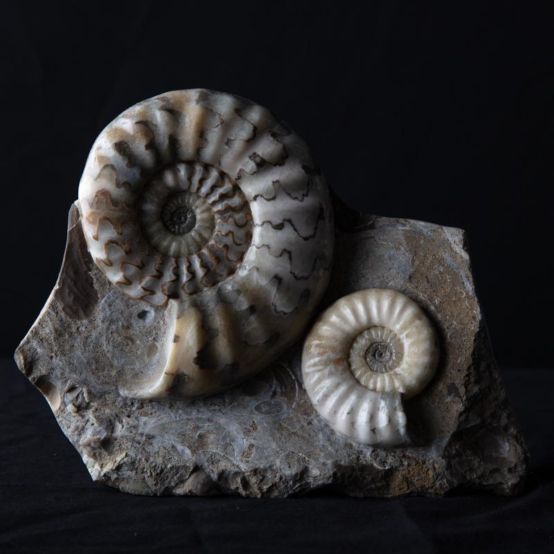 Gruppe von Ammonit-Gruppen in Matrix (Britisch) im Angebot