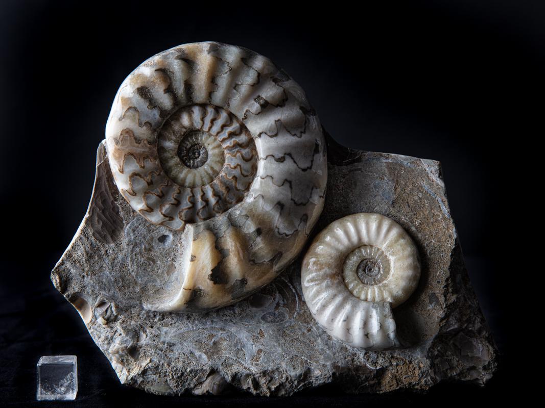 Gruppe von Ammonit-Gruppen in Matrix (18. Jahrhundert und früher) im Angebot