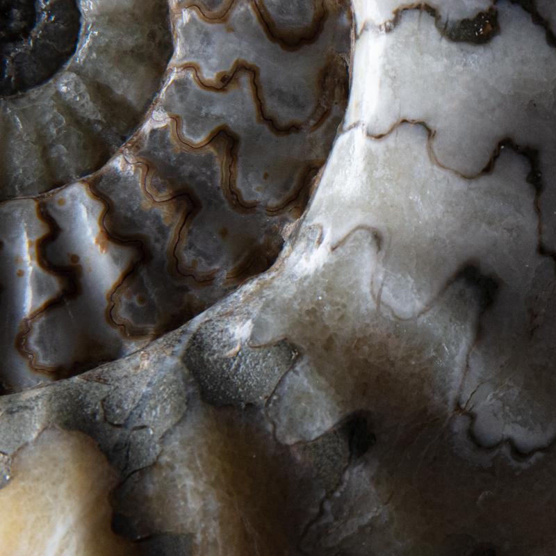 Other Ammonite group cluster in matrix For Sale