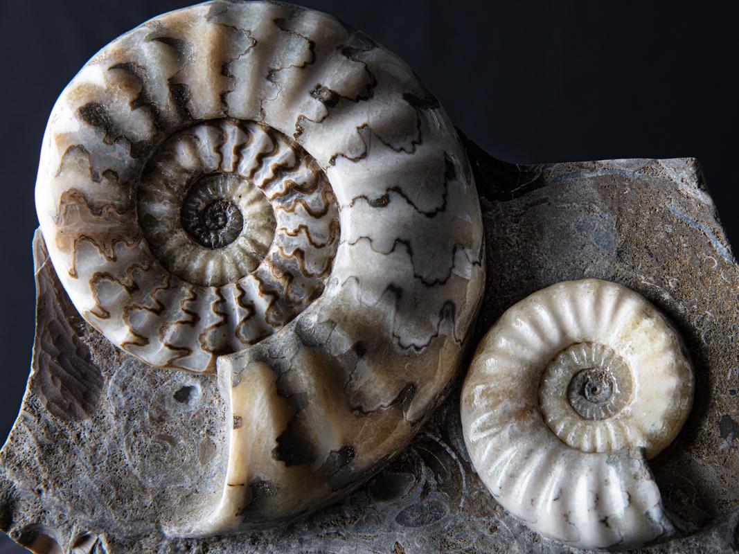 Ammonite group cluster in matrix For Sale 1