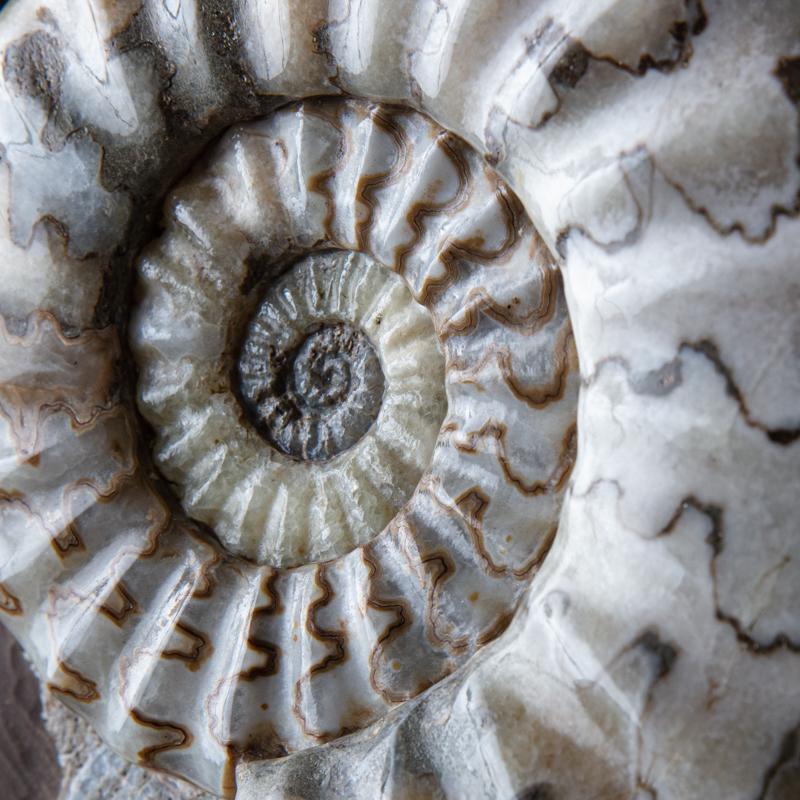 Ammonite group cluster in matrix For Sale 2