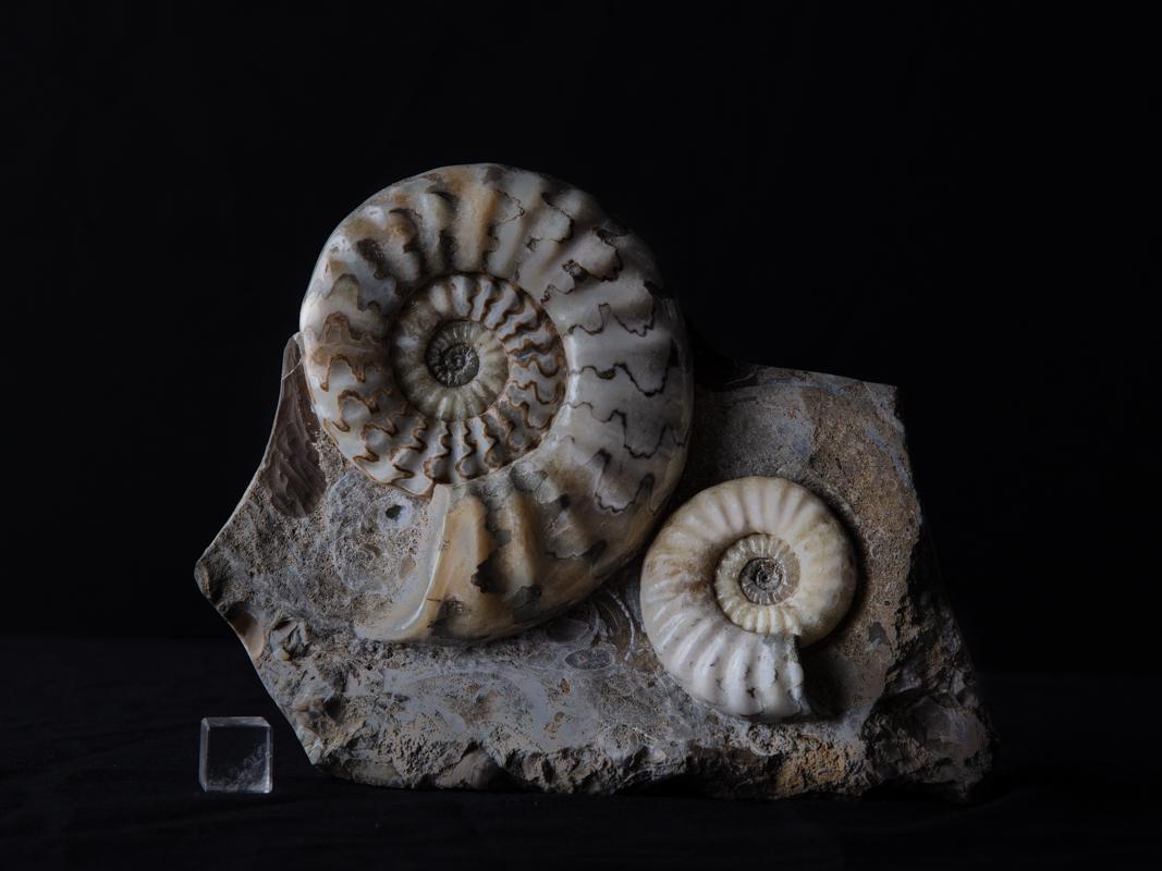 Ammonite group cluster in matrix For Sale 3
