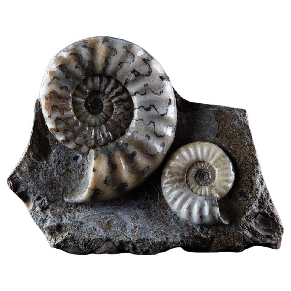 Ammonite group cluster in matrix For Sale