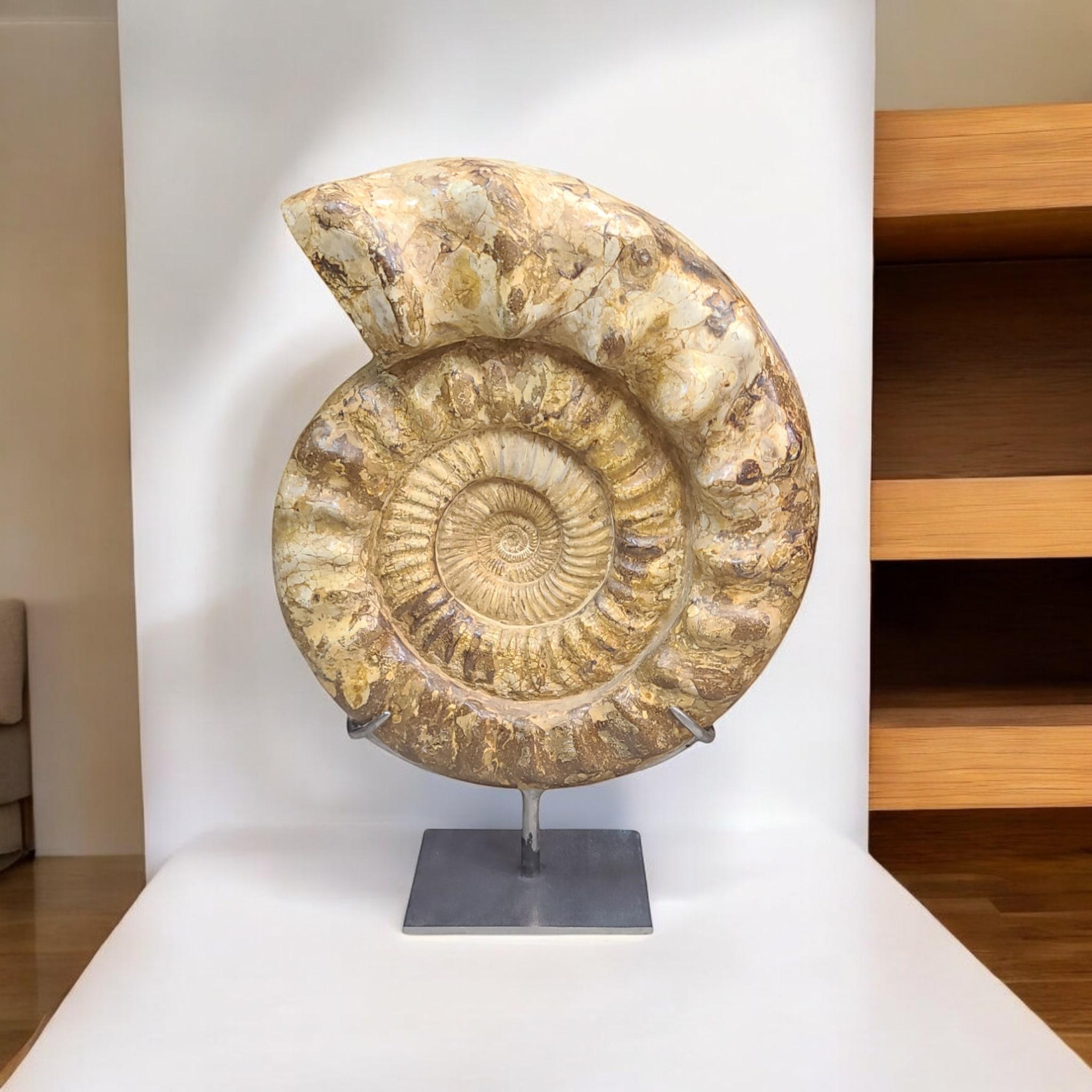This ammonite specimen (species : kranaosphinctes) from Madagascar, cretaceous (-85 to -65 millions years before our era) displays a nice quality and color.
Making it a nice fossil item of curiosity, and mark of earth's past wildlife and history. In