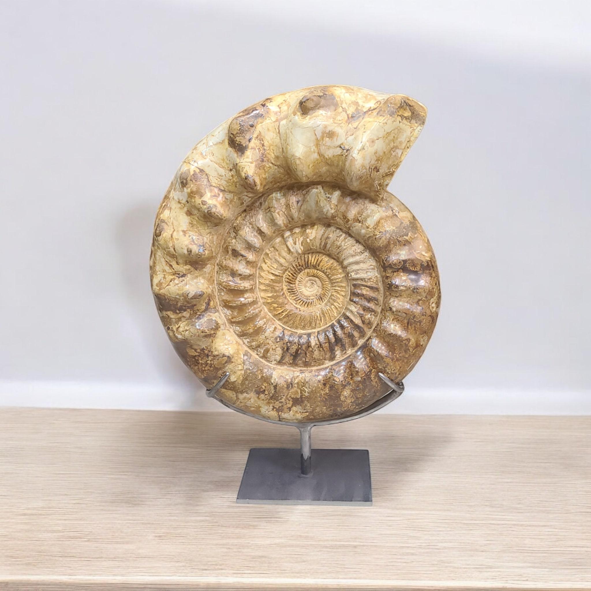 Malagasy Ammonite fossil : Kranaosphinctes. On custom steel claw stand For Sale