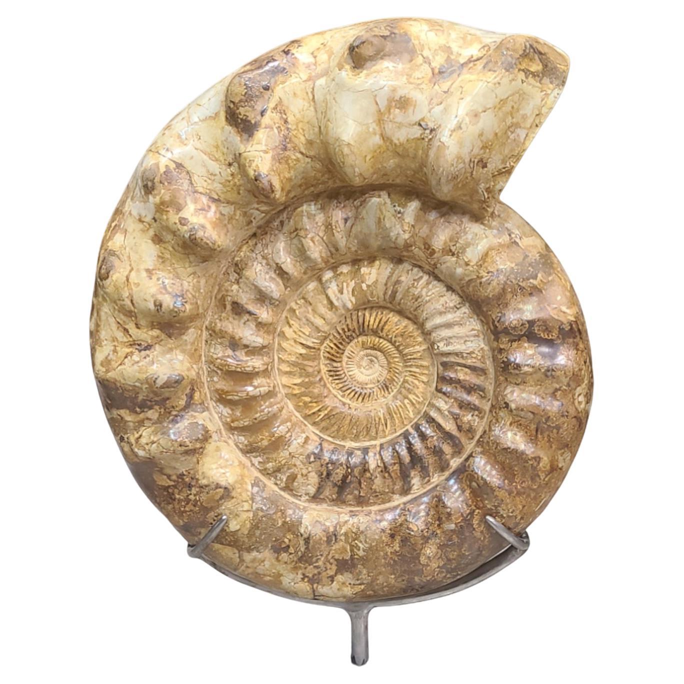 Ammonites fósiles : Kranaosphinctes. En soporte de garra de acero personalizado