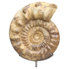 Ammonites fósiles : Kranaosphinctes. En soporte de garra de acero personalizado