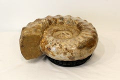 Monumentale Fossil-Skulptur aus Ammonit auf Sockel