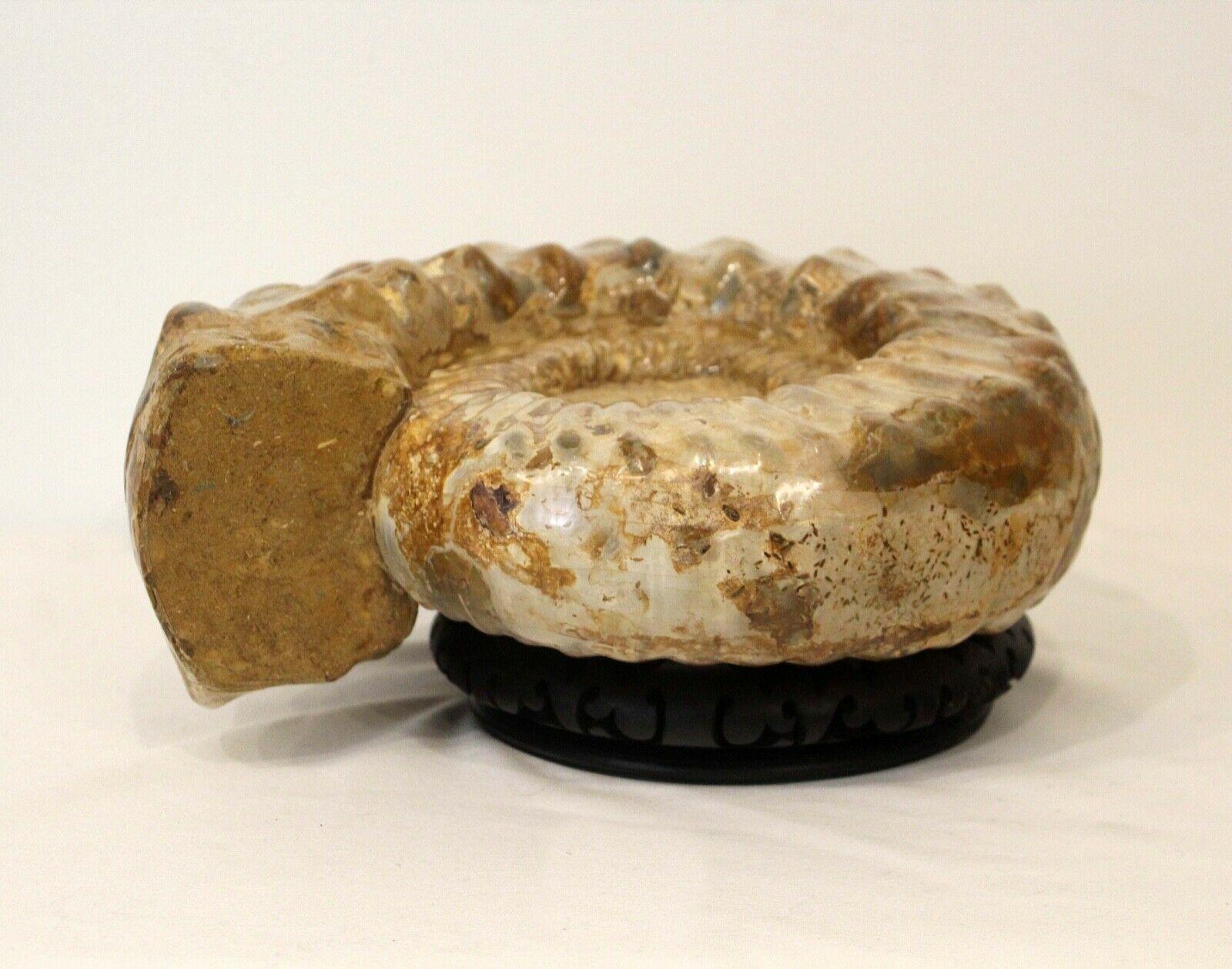 ammonite animal
