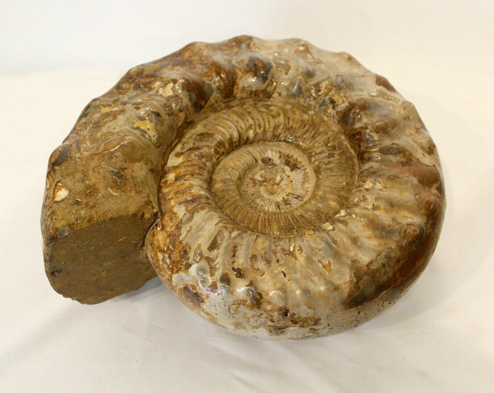 ammonite size