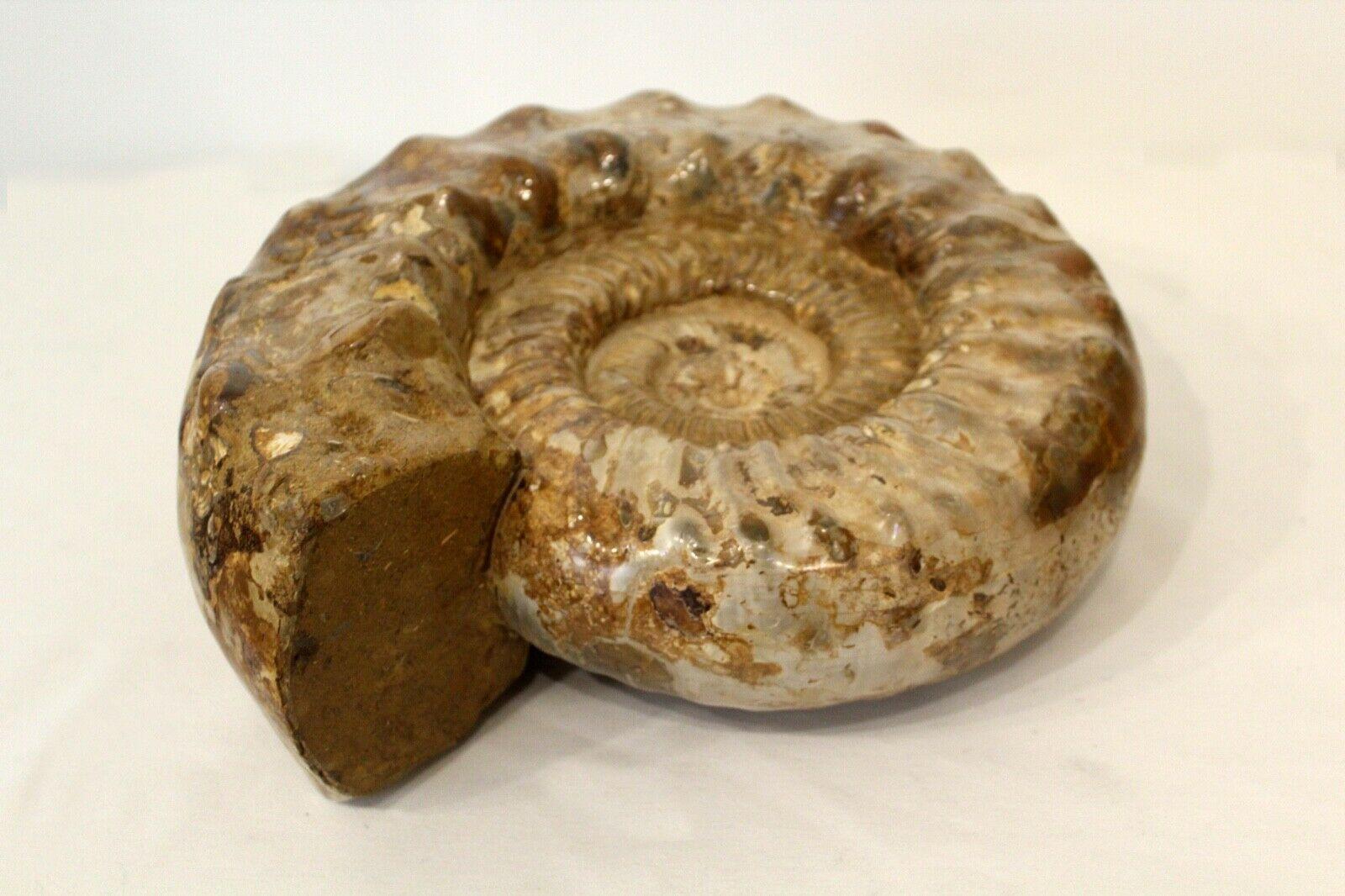 Ammonite Monumental Fossil on Base Sculpture In Good Condition In Keego Harbor, MI