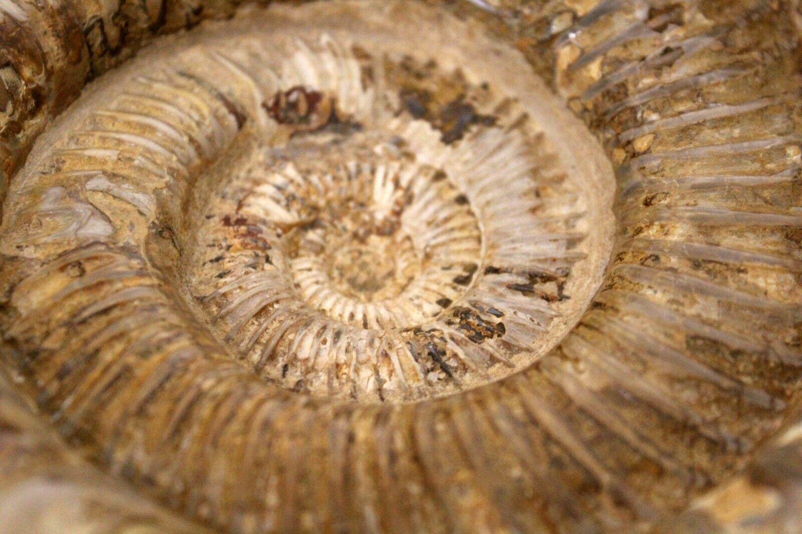 20th Century Ammonite Monumental Fossil on Base Sculpture