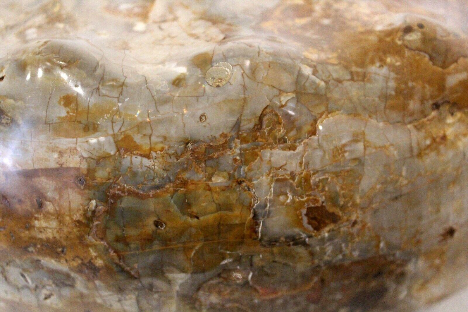 Bone Ammonite Monumental Fossil on Base Sculpture
