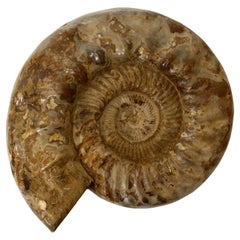 Ammonite Monumental Fossil on Base Sculpture