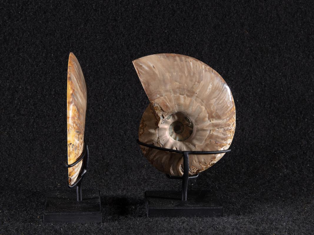 110 Millionen Jahre alt.

In zwei Teile geschnitten und auf einen speziell angefertigten Metallsockel gestellt.