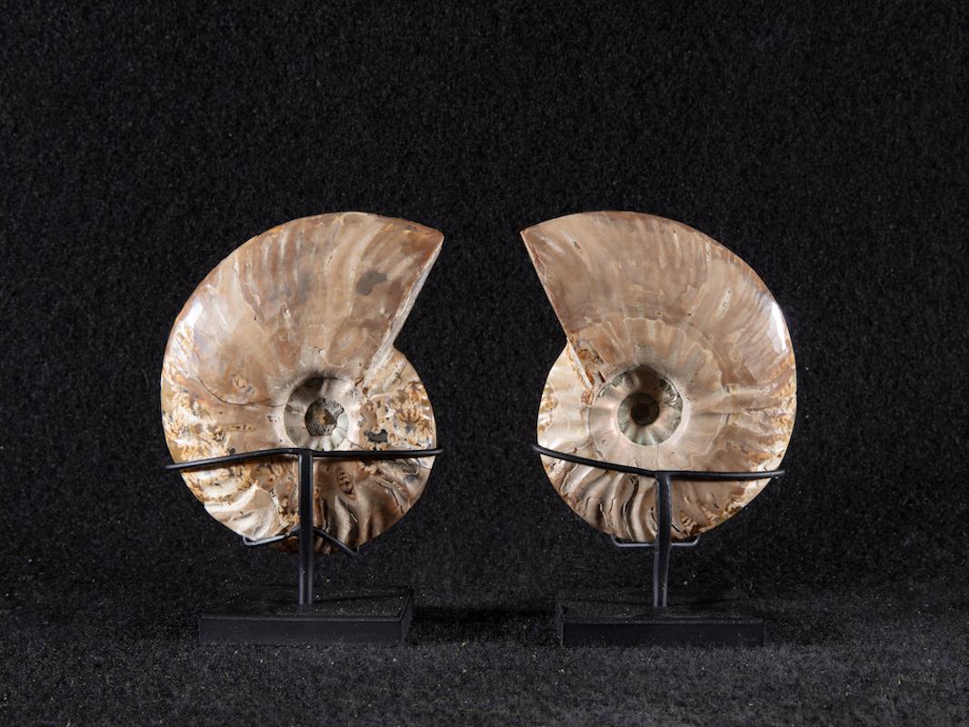 Malagasy Ammonite pair on metal base For Sale