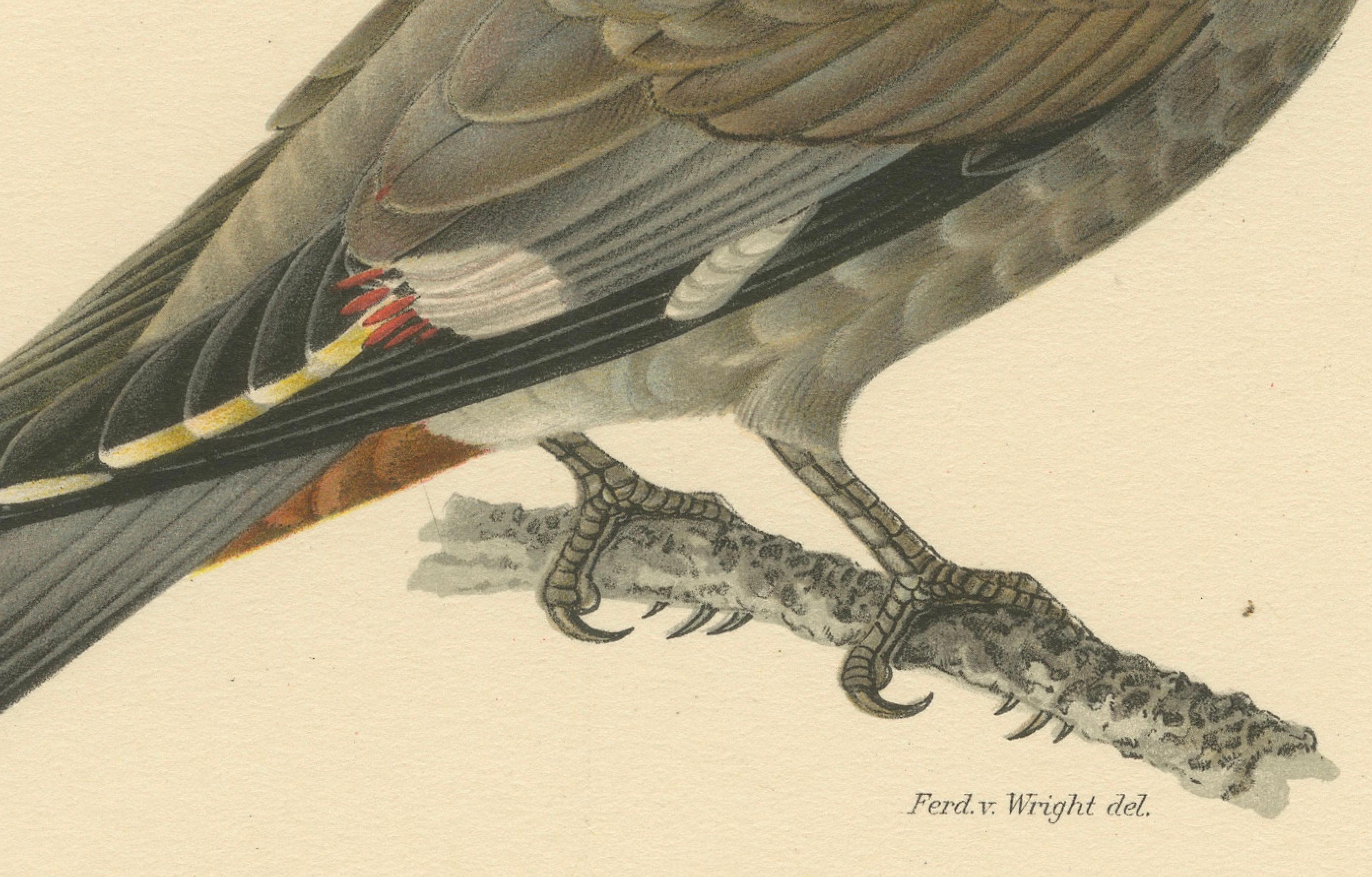 Der Vogel **Ampelis garrulus** (Böhmischer Seidenschwanz). 

Titel: Ampelis Garrulus - Handkolorierte böhmische Seidenschwanz Lithographie

**Künstler:** Magnus von Wright  
**Drucker:** A. Bortzells Tryckeri  
**Arbeit:** Svenska fåglar