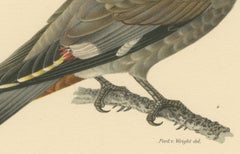 Ampelis Garrulus - Hand-colored Bohemian Waxwing Lithograph, 1927