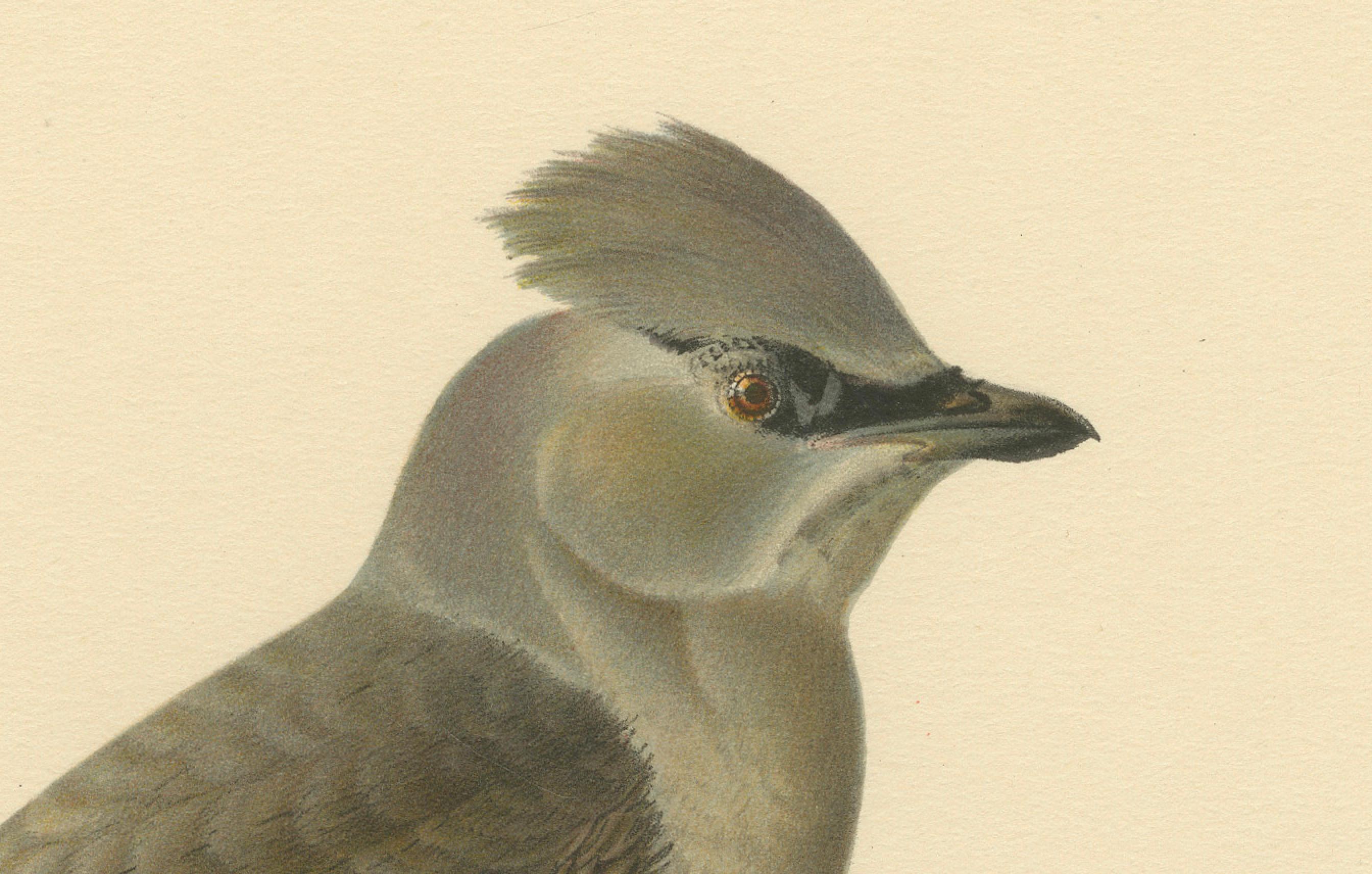 Ampelis Garrulus – handkolorierte böhmische Wachswing-Lithographie, 1927 im Zustand „Gut“ im Angebot in Langweer, NL