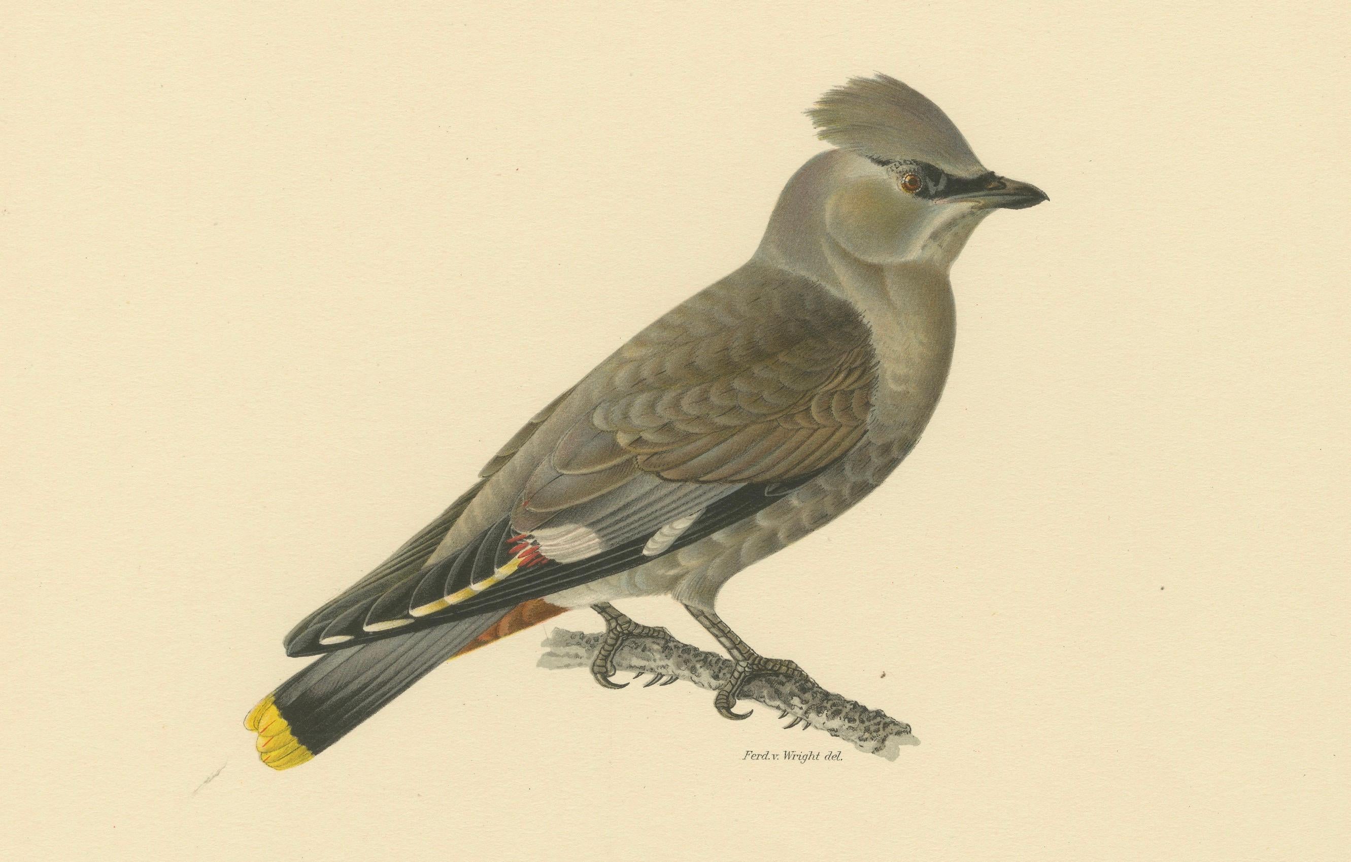 Ampelis Garrulus – handkolorierte böhmische Wachswing-Lithographie, 1927 (Frühes 20. Jahrhundert) im Angebot