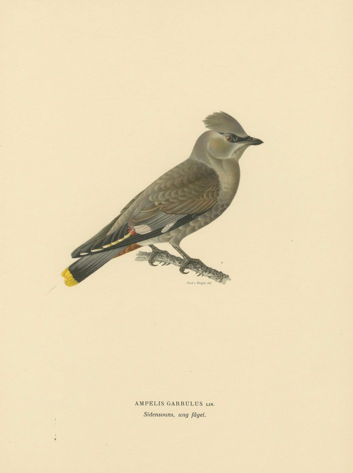 Ampelis Garrulus – handkolorierte böhmische Wachswing-Lithographie, 1927 (Papier) im Angebot