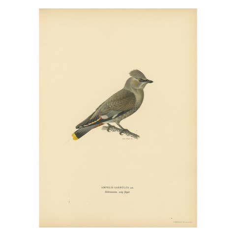 Ampelis Garrulus - Hand-colored Bohemian Waxwing Lithograph, 1927