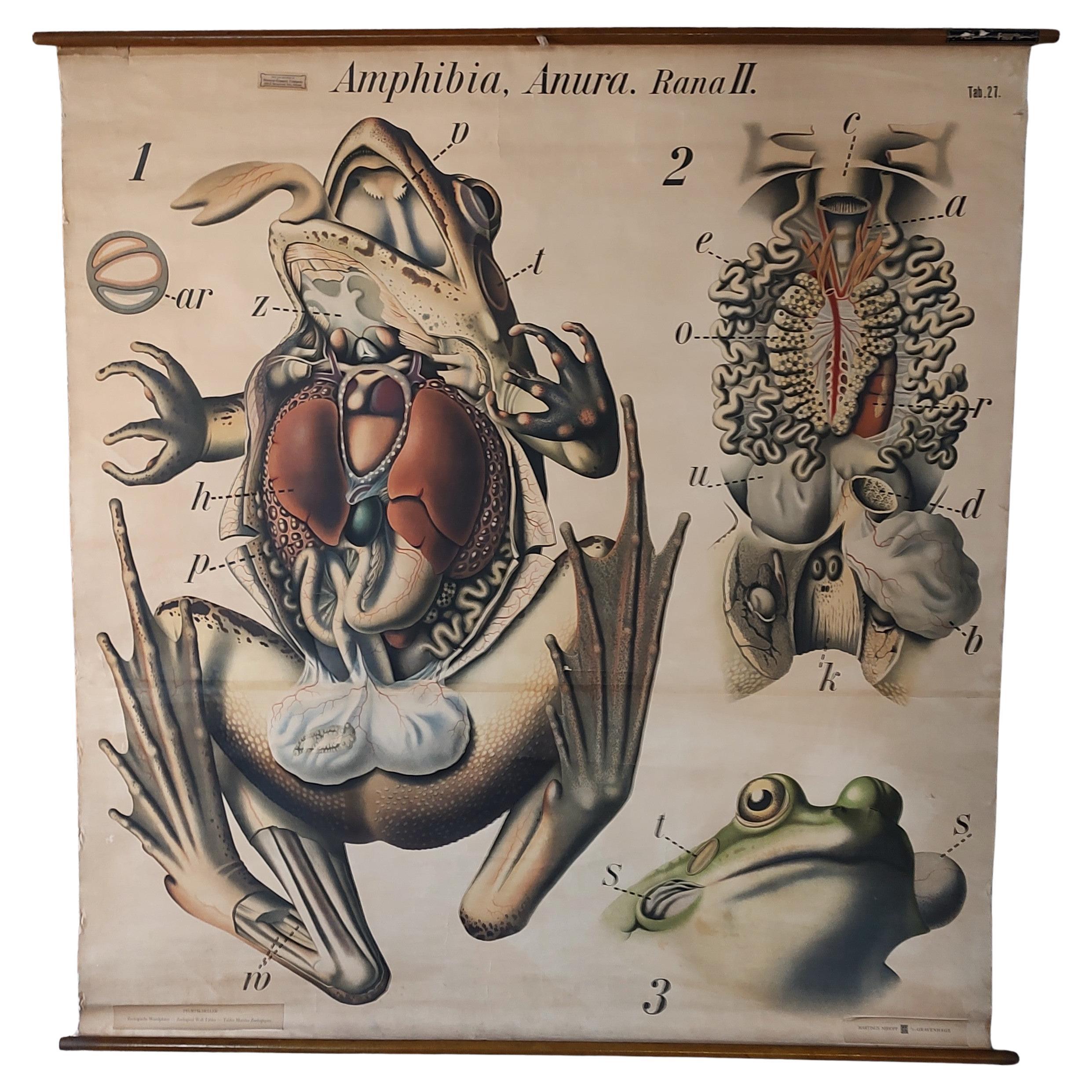 Amphibia, Anura. Rana II Zoological Chart