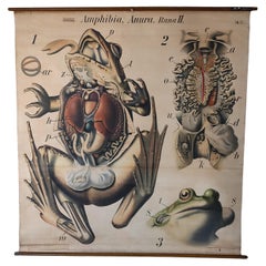 Amphibia, Anura. Rana II Zoological Chart