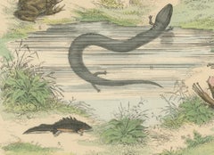 Amphibians Print: Frogs, Salamanders, Axolotl & Caecilian – Antique 1867