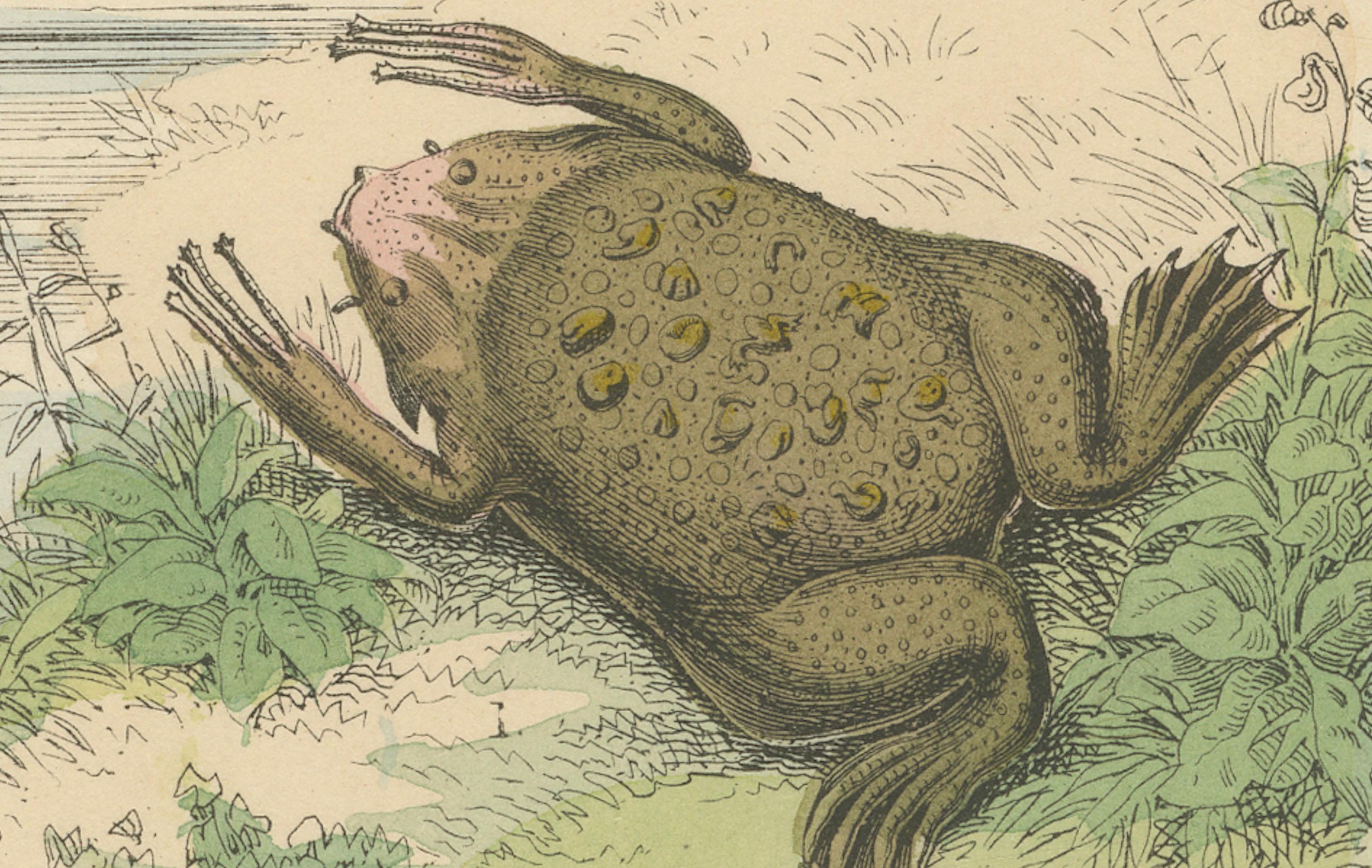 Tedesco Stampa Anfibi: Rane, Salamandre, Axolotl e Ceciliani - Antico 1867 in vendita