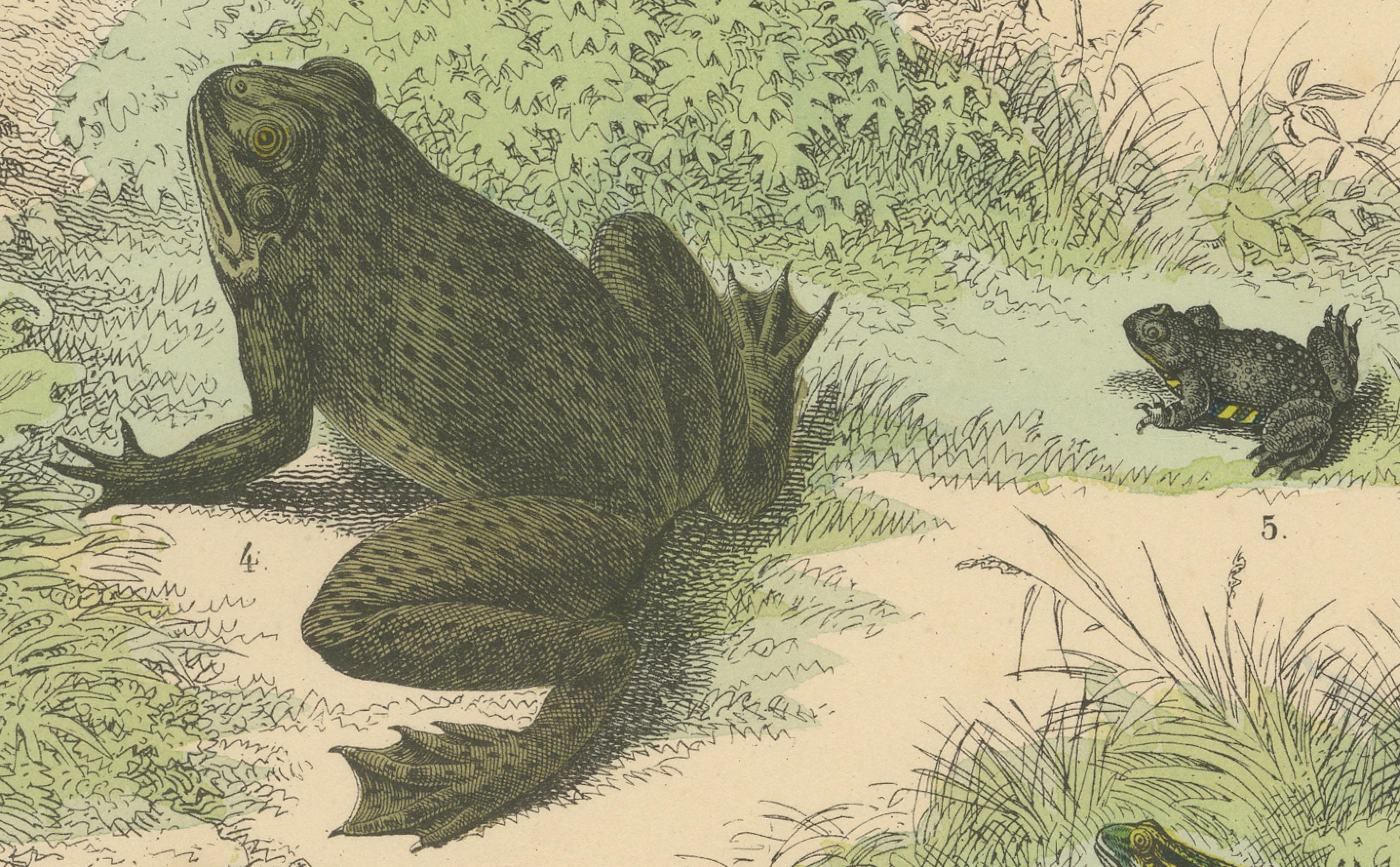 Stampa Anfibi: Rane, Salamandre, Axolotl e Ceciliani - Antico 1867 In condizioni buone in vendita a Langweer, NL