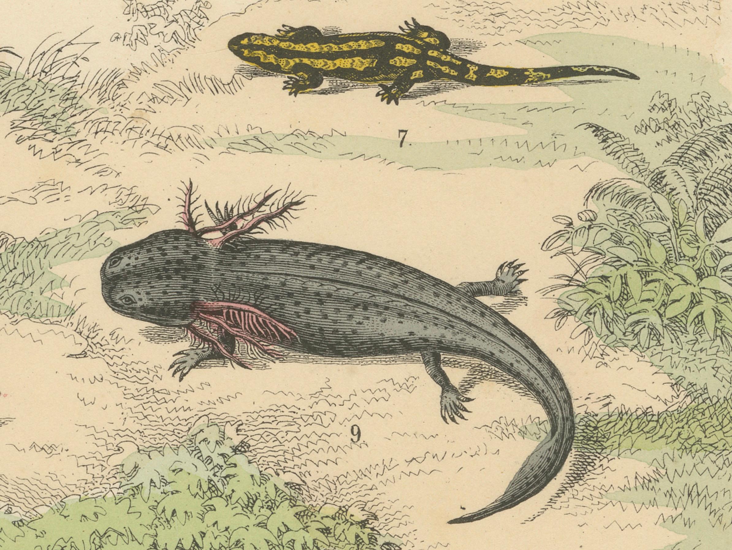 Metà XIX secolo Stampa Anfibi: Rane, Salamandre, Axolotl e Ceciliani - Antico 1867 in vendita