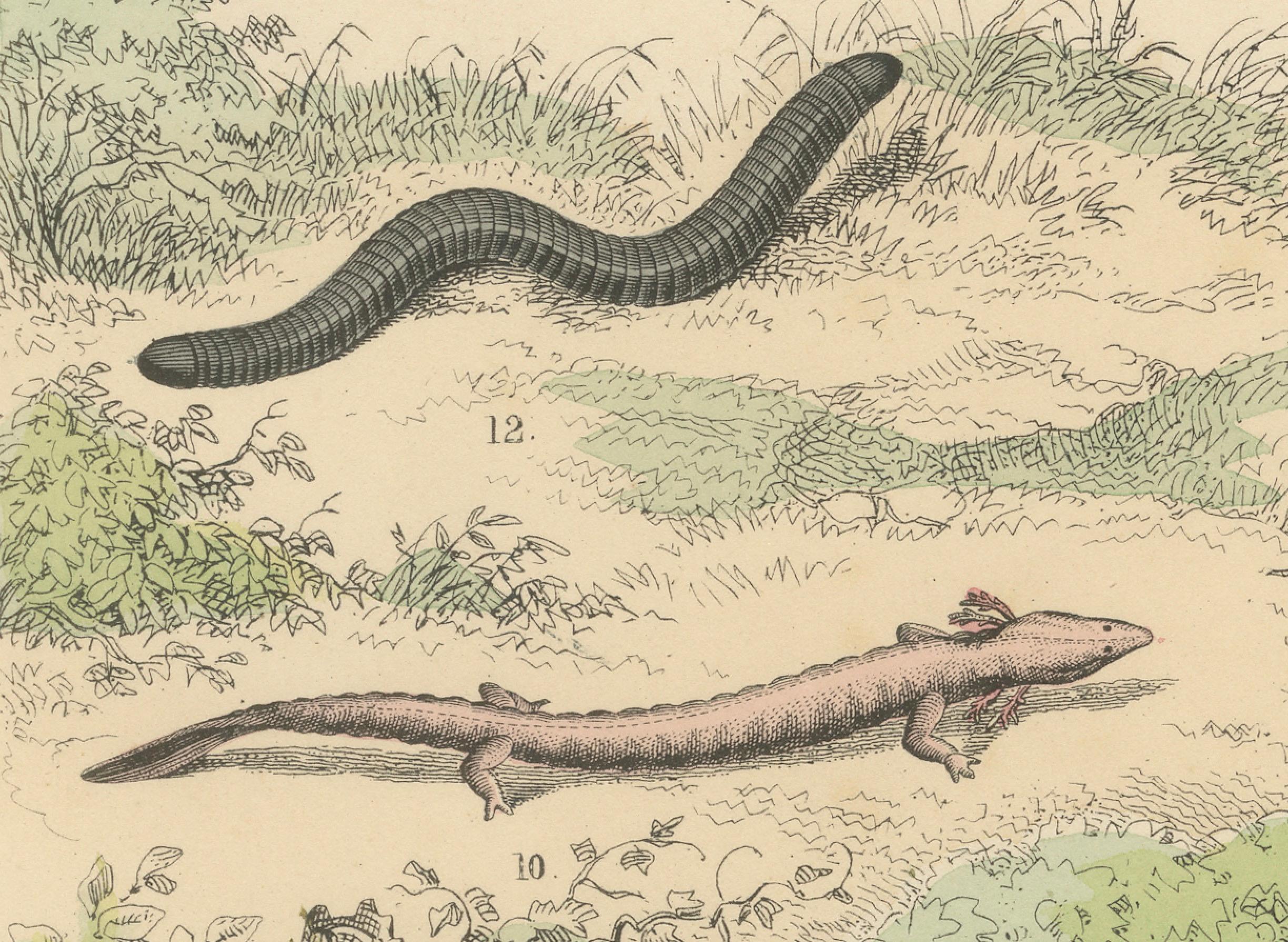Carta Stampa Anfibi: Rane, Salamandre, Axolotl e Ceciliani - Antico 1867 in vendita