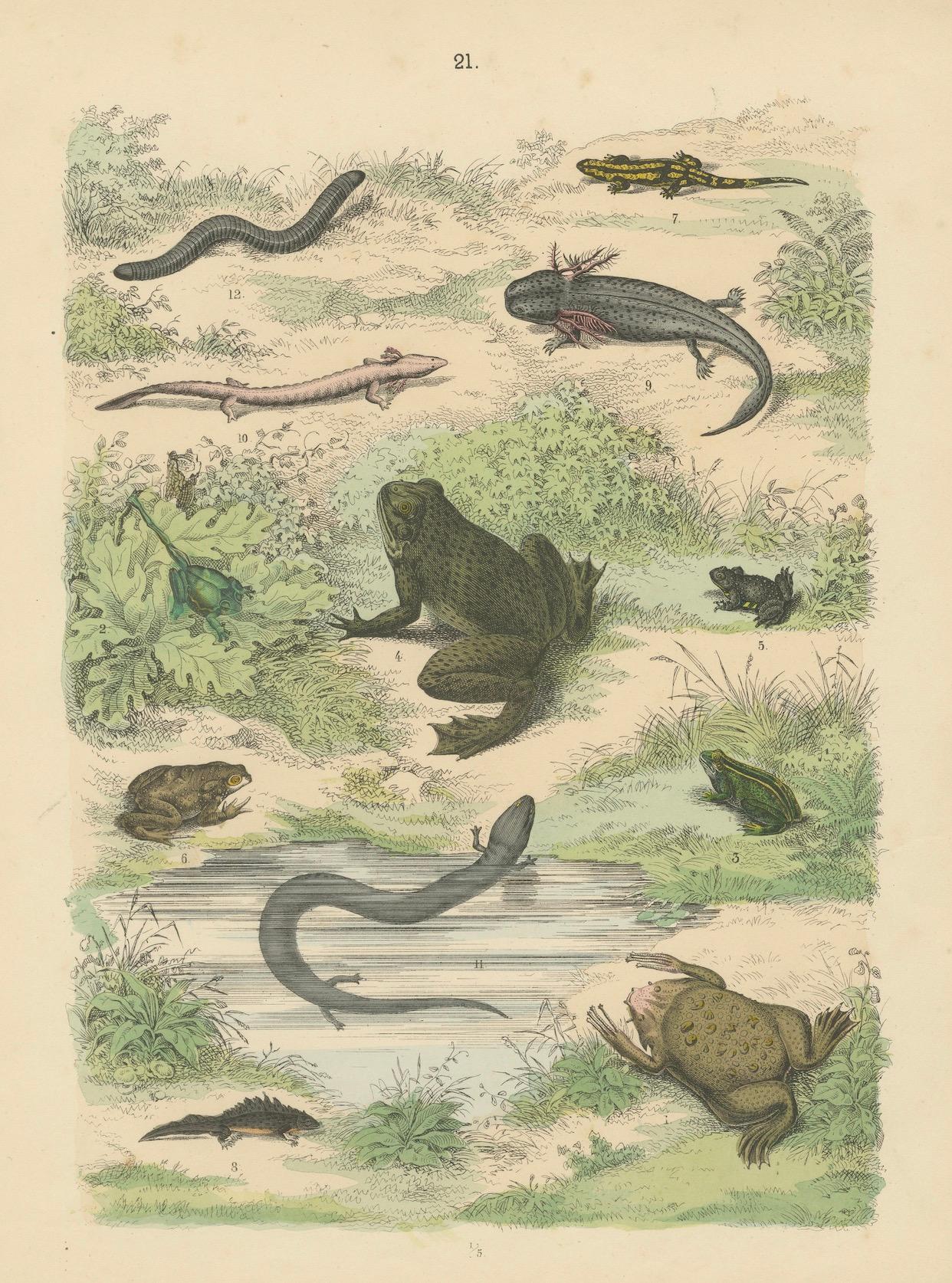 Stampa Anfibi: Rane, Salamandre, Axolotl e Ceciliani - Antico 1867 in vendita 1