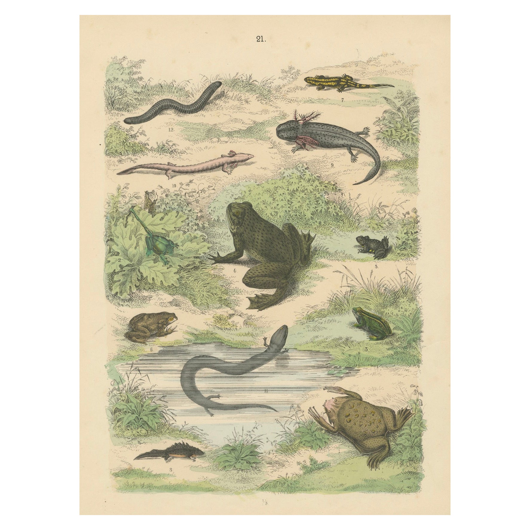 Amphibien Druck: Frösche, Salamander, Axolotl & Caecilian - Antik 1867