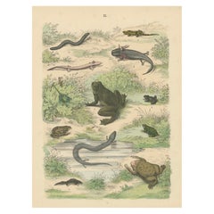 Amphibians Print: Frogs, Salamanders, Axolotl & Caecilian – Antique 1867