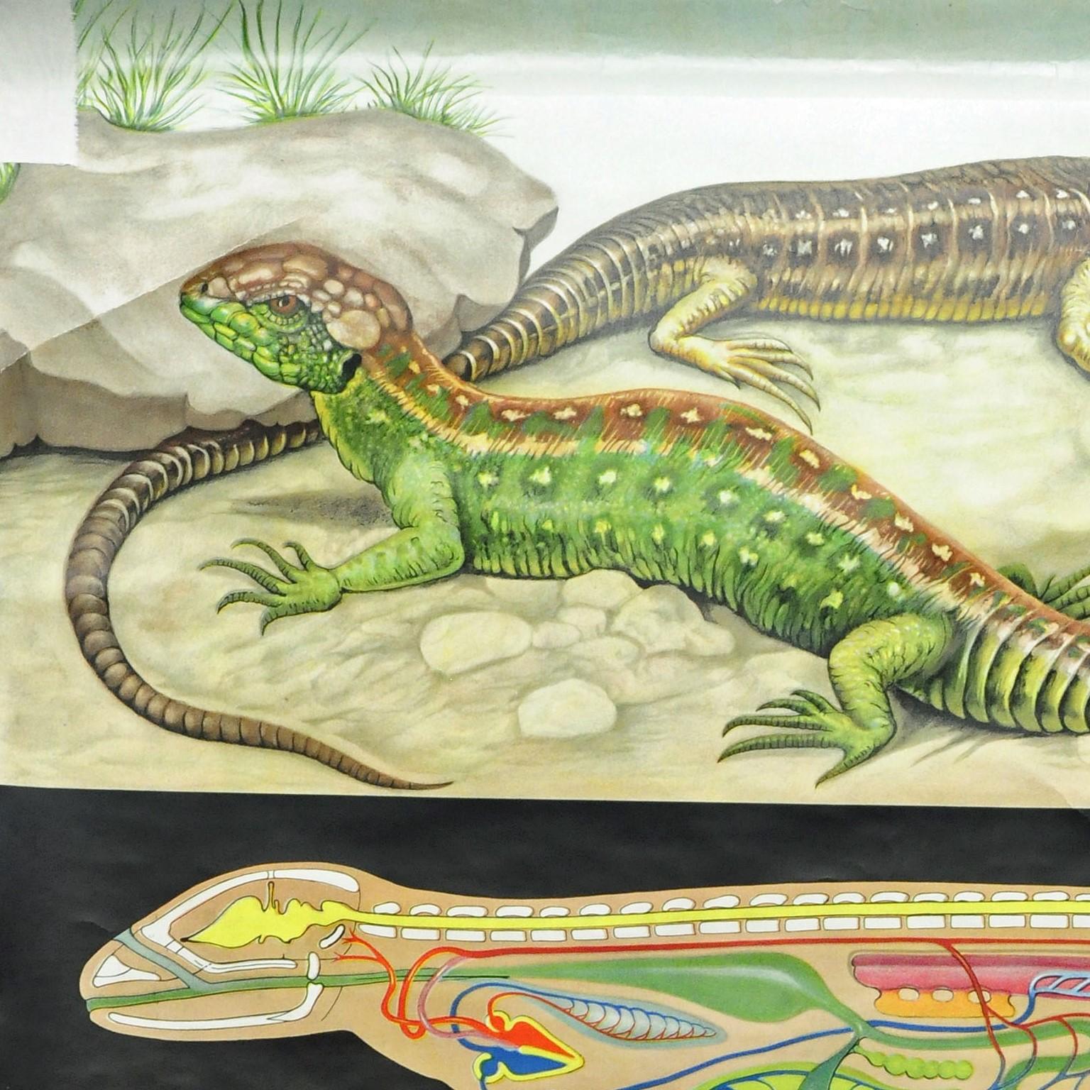 The countrylife vintage pull-down wall chart by the artist group of Jung Koch Quentell is showing a sand lizard, Lacerta agilis. Colorful print on paper reinforced with canvas. Published by Hagemann, Dusseldorf. A great wall decoration for all